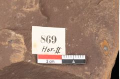 Foto (Detailsansicht) von Quercus palaeoilex Ettingshausen (NHMW-GEO-2024-0188-0869)